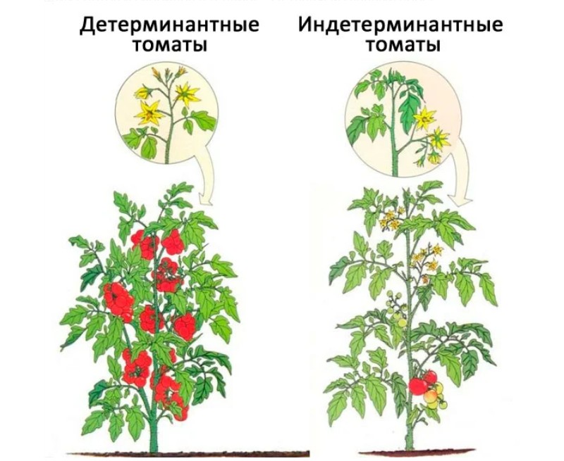 Фото: zen.yandex.ru