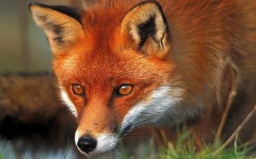 Фото иллюстрационное с сайта litta-rey.ru