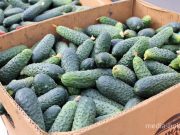 Фото из архива Медиа-Полесье