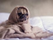 Фото: pixabay.com