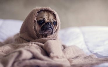 Фото: pixabay.com