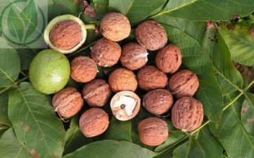 Фото иллюстрационное с сайта sadovnik.info