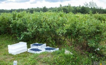 Фото иллюстрационное. Плантации голубики в ФХ «Синяя птица»