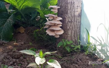 Снимок носит иллюстративный характер / из архива МП