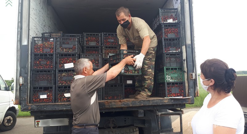 Ягоду принимают заготовитель Пружанского консервного завода Алексей Халецкий и закупщик филиала «Общепит» Лунинецкого райпо Алла Зубко