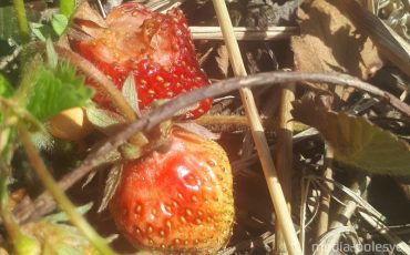 Снимок носит иллюстративный характер / Фото из архива Медиа-Полесья