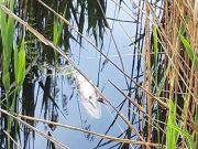 Снимок носит иллюстративный характер /Фото Государственной инспекции охраны животного и растительного мира при Президенте Беларуси