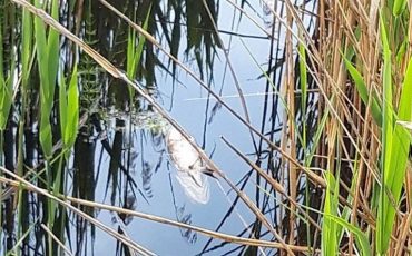 Снимок носит иллюстративный характер /Фото Государственной инспекции охраны животного и растительного мира при Президенте Беларуси