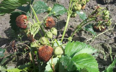 Подобная ягода сейчас уже не редкость на клубничных плантациях лунинчан