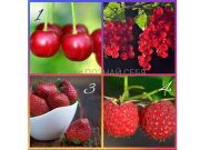 Фото: zen.yandex.ru