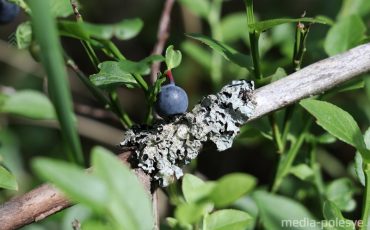 Фото из архива МП