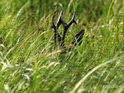 Фота Паўла Ляхновіча