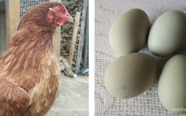 Снимок носит иллюстративный характер