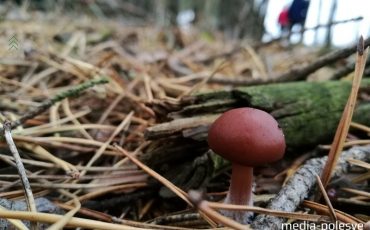 Фото из архива Медиа-Полесья