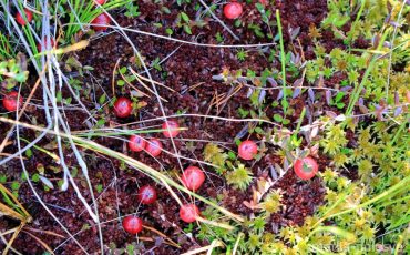 Фото иллюстрационное