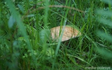 Снимок носит иллюстративный характер / Фото из архива Медиа-Полесья