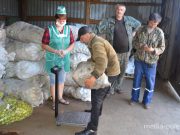 Виктор Боричевский вот уже дней 10 кряду ежедневно сдаёт по 3-5 мешков