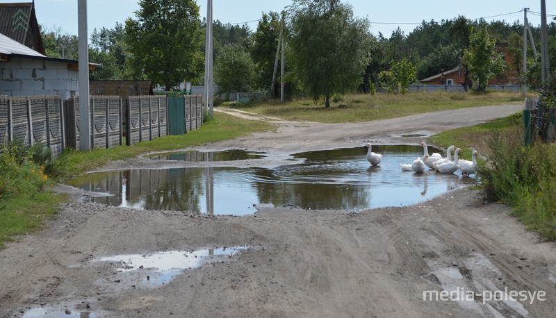 В д. Бродница центральную улицу приходится переходить вброд. Зато гусям приволье