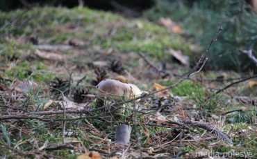 Фото иллюстрационное из архива Медиа-Полесья