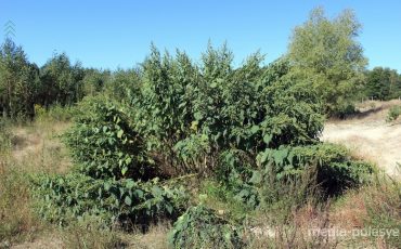 Фото использовано в качестве иллюстрации