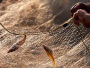 Снимок носит иллюстративный характер / Фото: dlyaribakov.ru