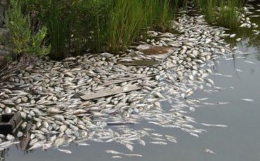 Фото иллюстрационное golos.ua