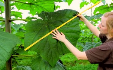 Фото иллюстративное ecotechnica.com.ua