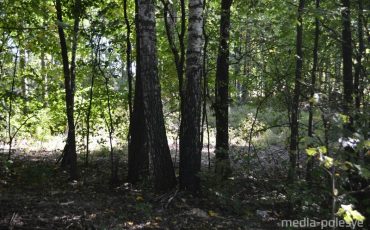 Фото иллюстрационное из архива Медиа-Полесья