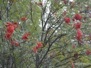 Ягод красной рябины на деревьях ещё предостаточно, однако заготовительный сезон все равно завершается