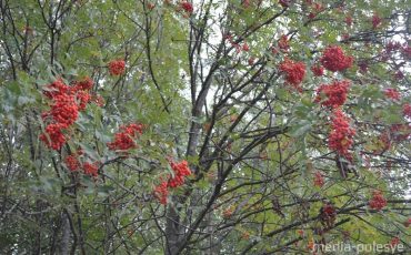 Ягод красной рябины на деревьях ещё предостаточно, однако заготовительный сезон все равно завершается