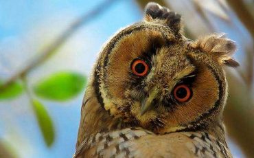 Фото иллюстративное/ Фото: zooclub.ru