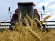 Фото: agroexpert.md