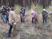 Фото Пинского лесхоза