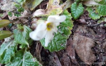 Снимок носит иллюстративный характер / Фото из архива Медиа-Полесья