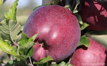 Фото использовано в качестве иллюстрации