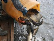 Фото использовано в качестве иллюстрации, barybina.ru