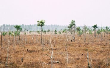 Фото: ОО “Ахова птушак Бацькаўшчыны”