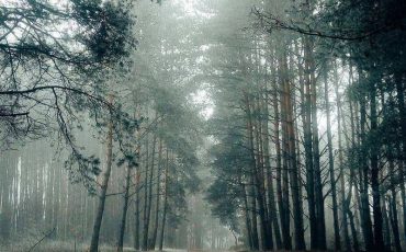 Сказочный лес @leo_lana23