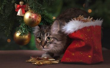 Снимок носит иллюстративный характер / Фото: pixabay.com