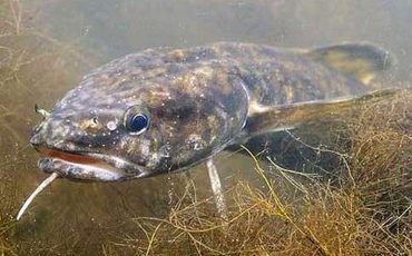 Фото: orybalke.com