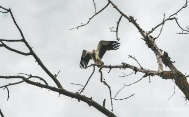 Снимок носит иллюстративный характер / Фото из архива Медиа-Полесья