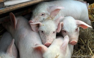 Снимок носит иллюстративный характер / Фото из архива Медиа-Полесья