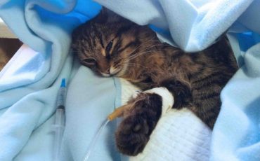 Фото kot-pes.com