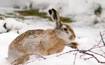 Снимок носит иллюстративный характер / Фото: zen.yandex.ru/Василий Дудкин