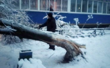 В Микашевчах на ул.Молодежной, 7Б упавшее дерево перекрыло вход в подъезд. Фото из соцсетей