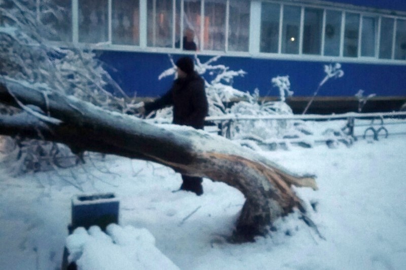 В Микашевчах на ул.Молодежной, 7Б упавшее дерево перекрыло вход в подъезд. Фото из соцсетей