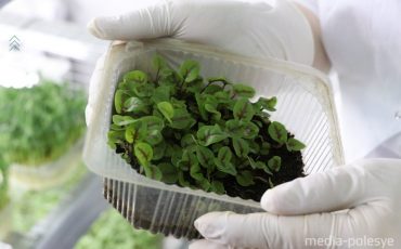 Фото использовано в качестве иллюстрации, из архива МП