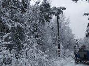 Вековые сосны упали на высоковольтные линии электропередач