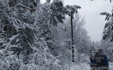 Вековые сосны упали на высоковольтные линии электропередач