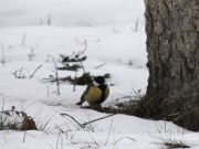 Снимок носит иллюстративный характер / Фото из архива Медиа-Полесья